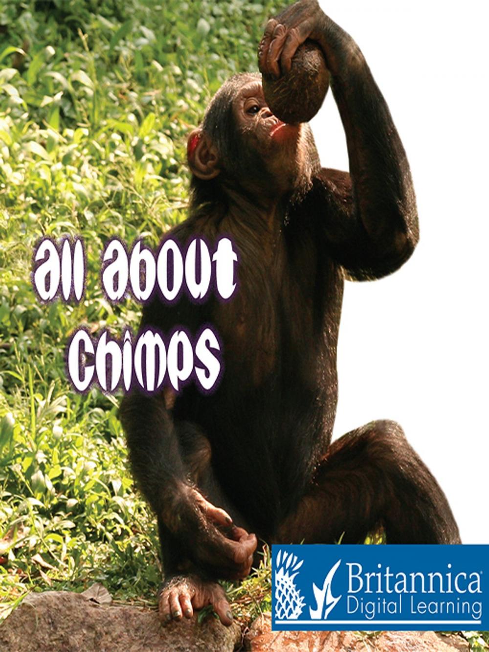 Big bigCover of All About Chimps