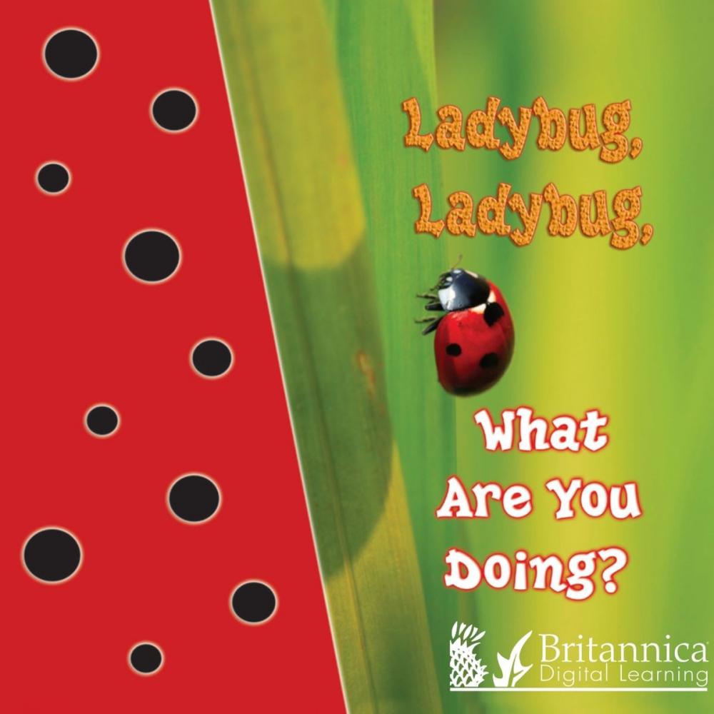 Big bigCover of Ladybug, Ladybug, What Are You Doing?