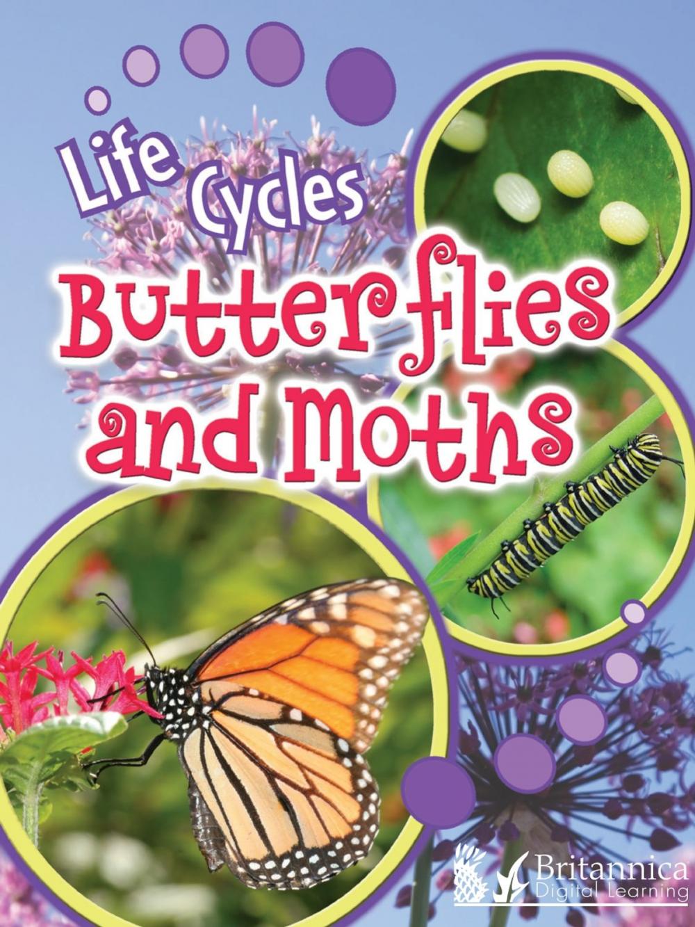 Big bigCover of Butterflies and Moths