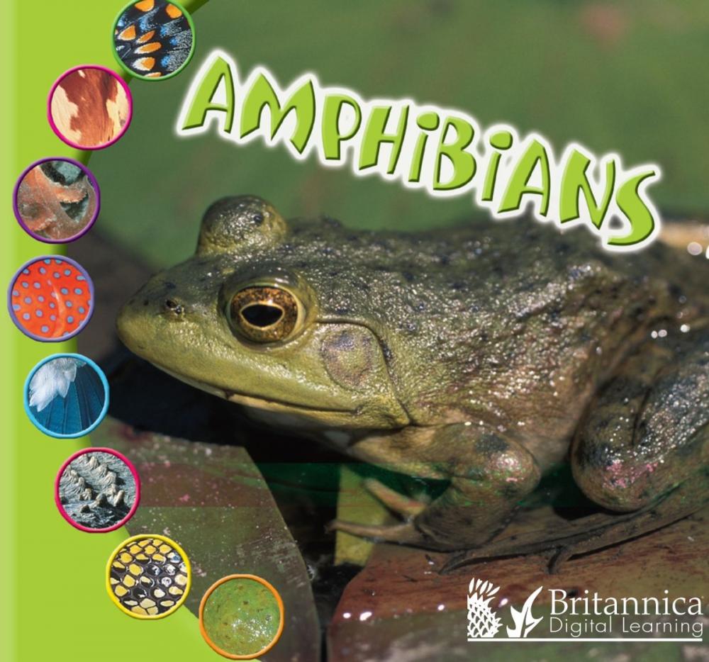 Big bigCover of Amphibians