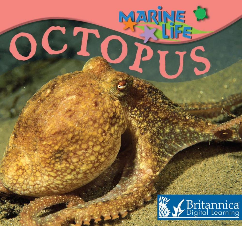 Big bigCover of Octopus