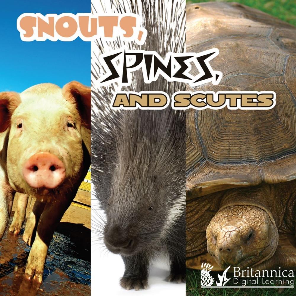 Big bigCover of Snouts, Spines, and Scutes