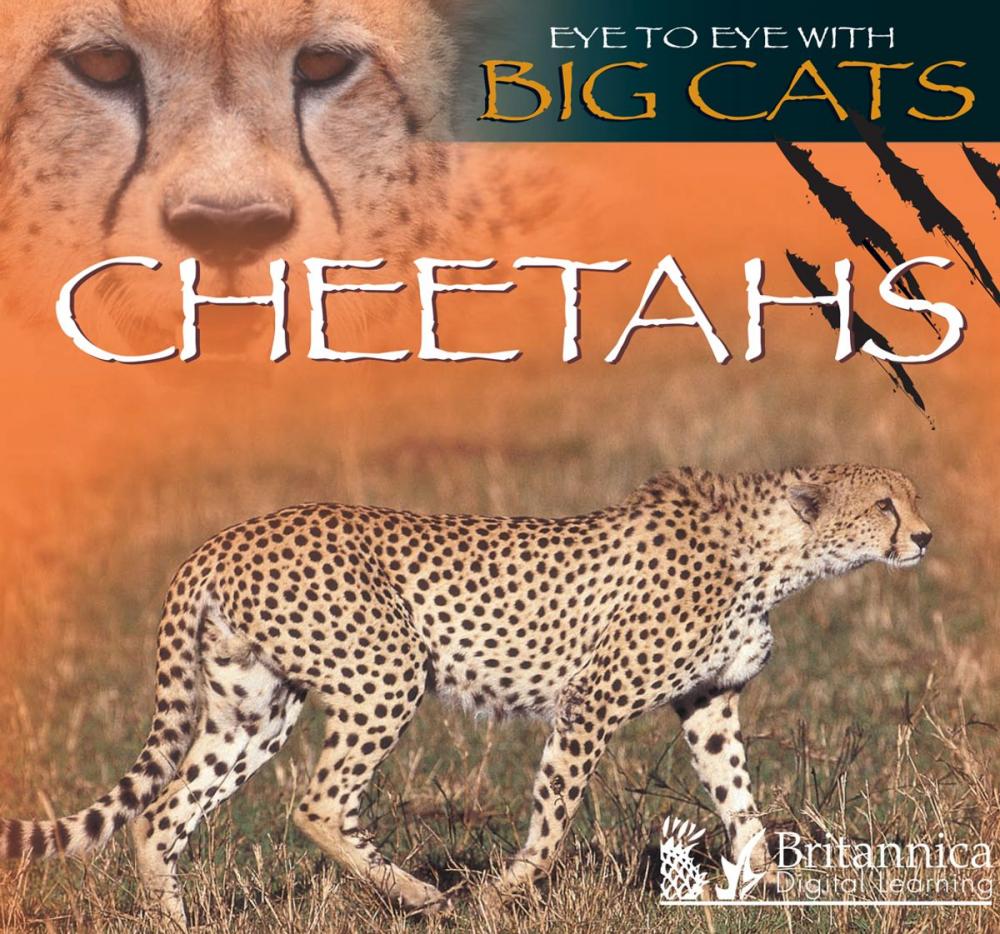 Big bigCover of Cheetahs