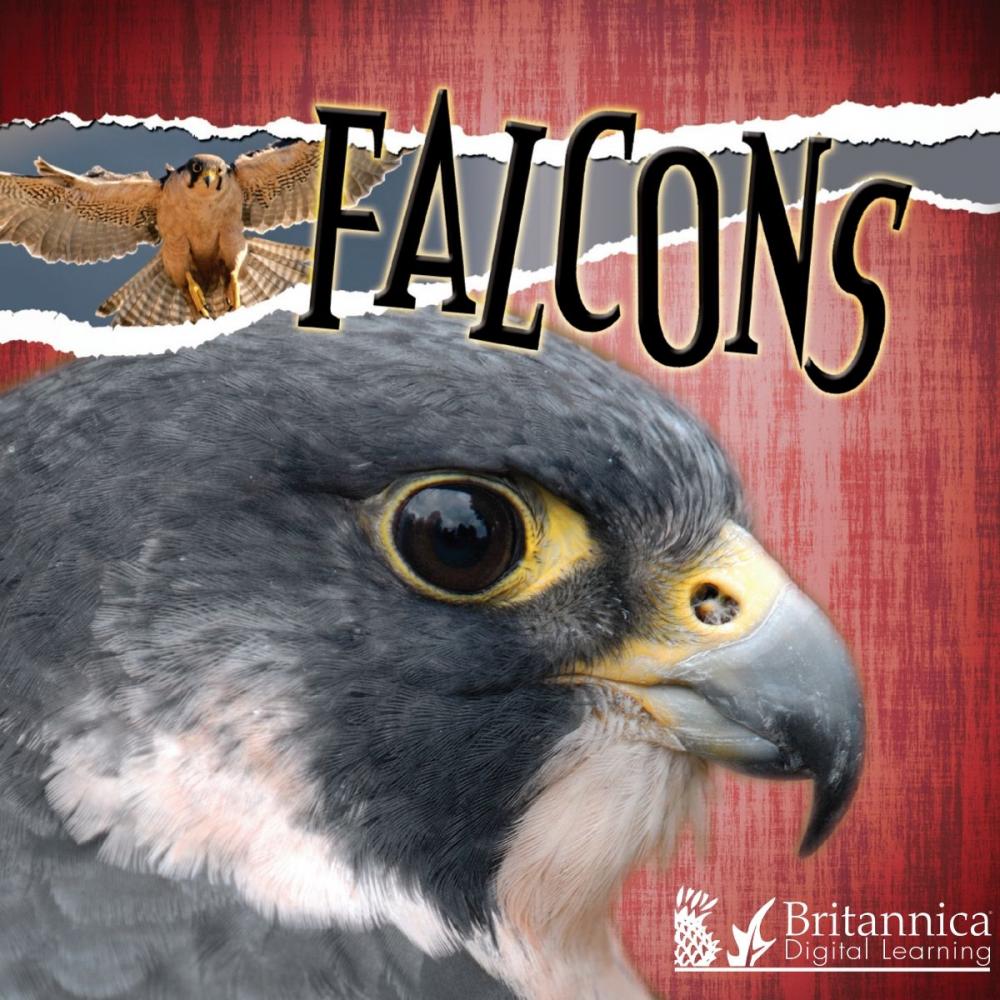 Big bigCover of Falcons