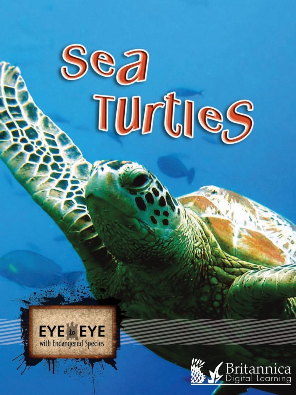 Big bigCover of Sea Turtles