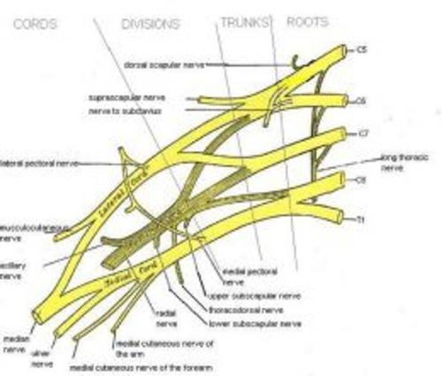 Cover of the book Brachial Plexus Injury: Causes, Symptoms and Treatments by Lorinda Buitrago, Axel Publishing