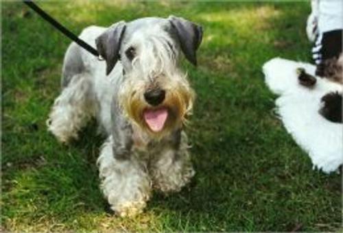 Cover of the book Cesky Terriers for Beginners by Anna Fitzgerald, Axel Publishing