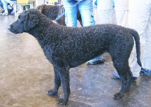 Cover of the book Curly-Coated Retrievers for Beginners by Anna Fitzgerald, Axel Publishing