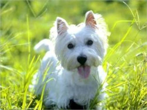 Cover of the book Dandie Dinmont Terriers for Beginners by Edmund Doyle, Axel Publishing