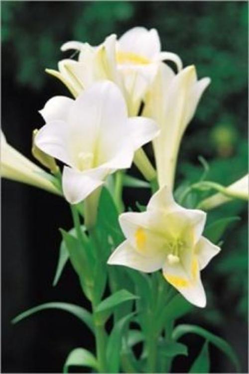 Cover of the book Growing Calla Lilies For Beginners by Royce Niffenegger, Axel Publishing