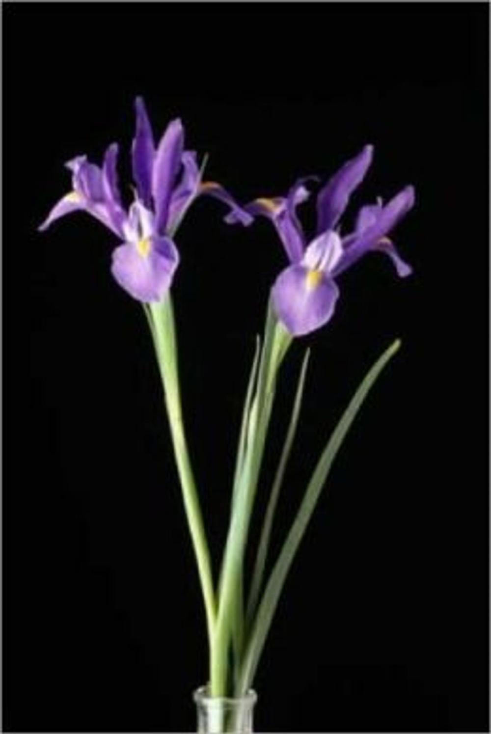 Big bigCover of Growing Irises for Beginners