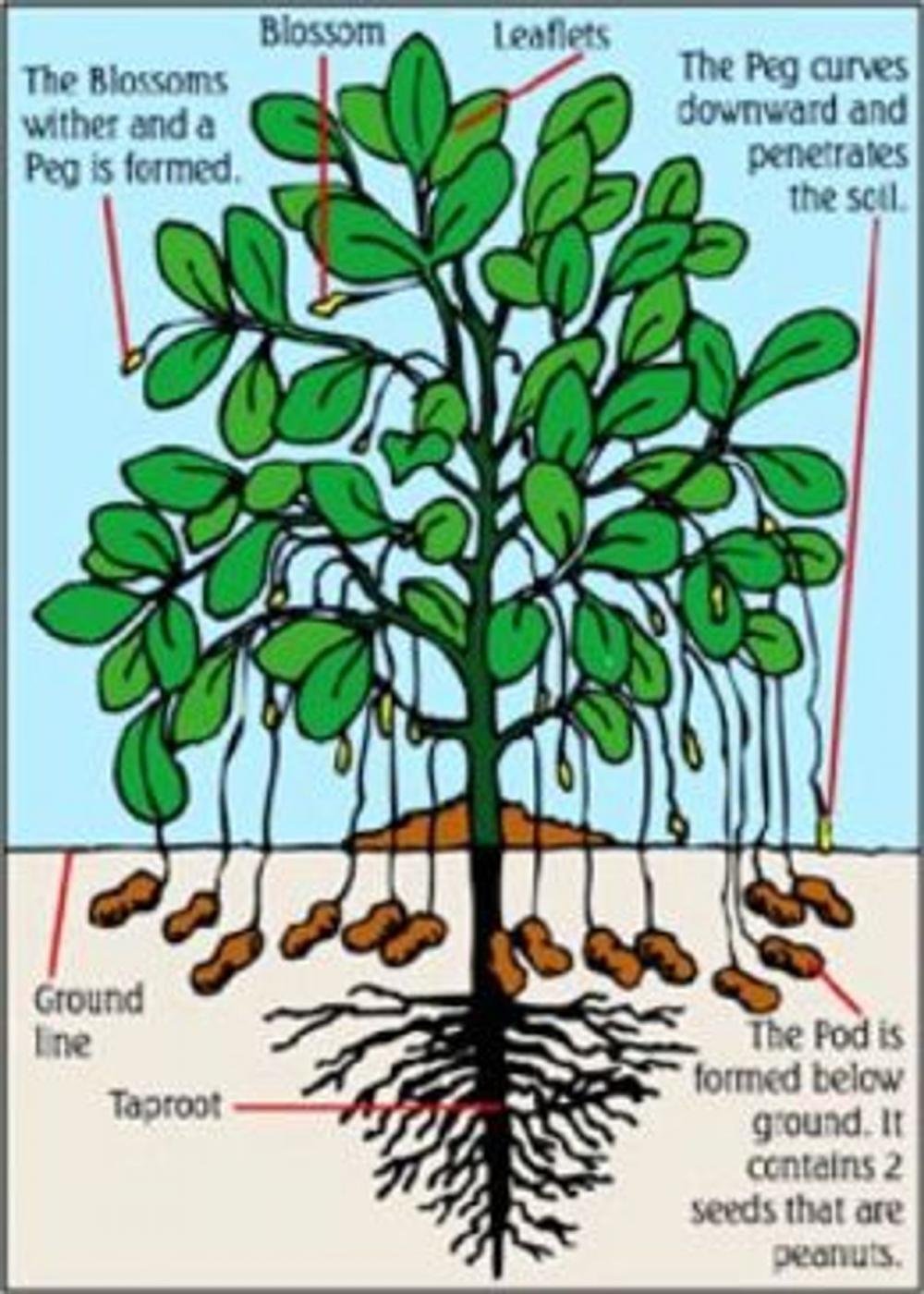 Big bigCover of Growing Peanuts For Beginners