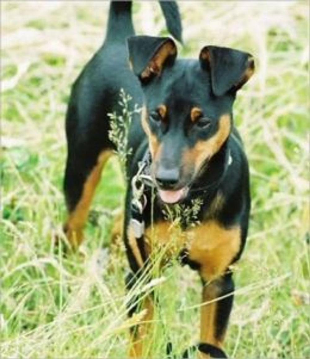 Big bigCover of Manchester Terriers for Beginners