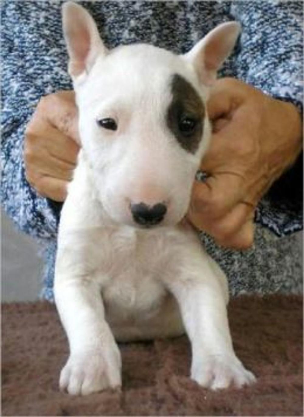 Big bigCover of Miniature Bull Terriers for Beginners