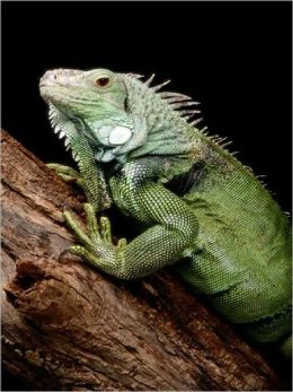 Big bigCover of The Essential Guide to Caring For Your Pet Iguana