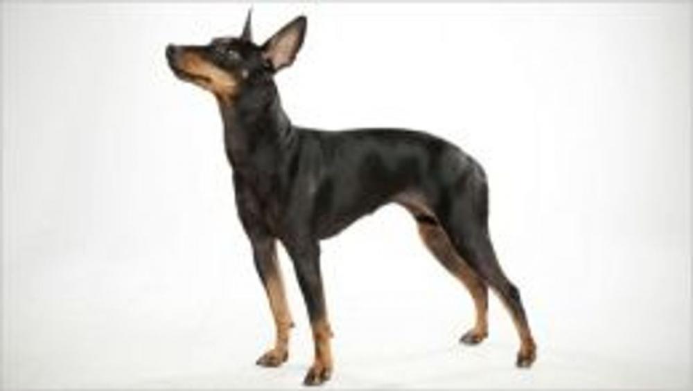 Big bigCover of Toy Manchester Terriers for Beginners