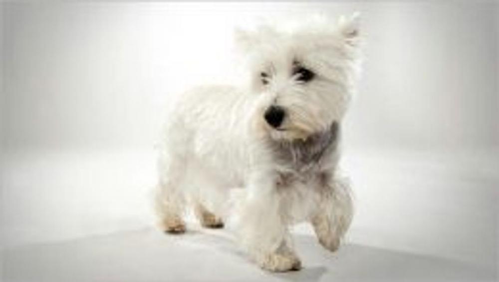 Big bigCover of West Highland White Terriers for Beginners