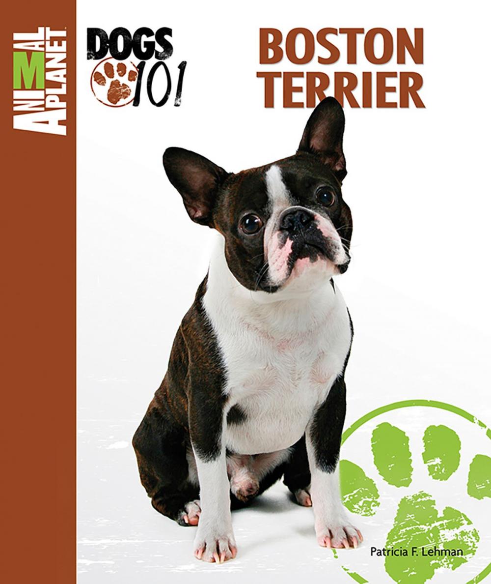 Big bigCover of Boston Terrier