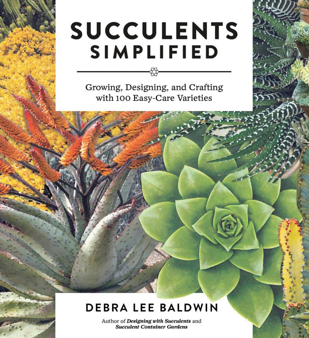 Big bigCover of Succulents Simplified