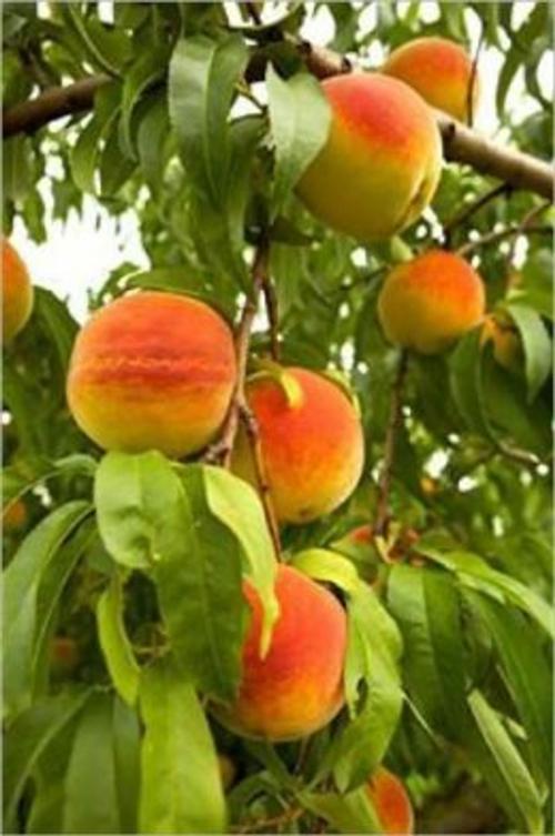 Cover of the book How to Prune a Peach Tree by Guy LaForge, Axel Publishing