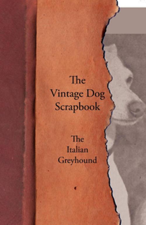 Cover of the book The Vintage Dog Scrapbook - The Italian Greyhound by Various, Read Books Ltd.