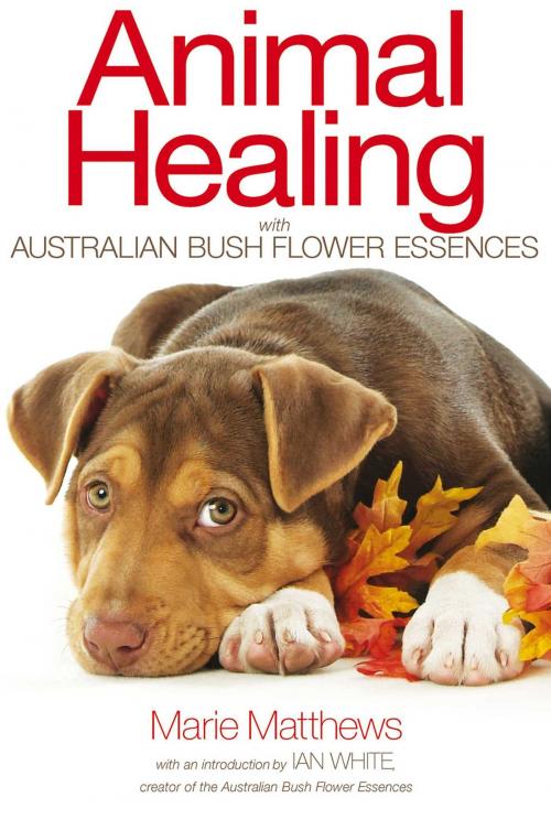 Cover of the book Animal Healing with Australian Bush Flower Essences by Marie Matthews, Inner Traditions/Bear & Company