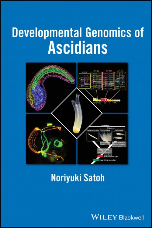 Cover of the book Developmental Genomics of Ascidians by Noriyuki Satoh, Wiley