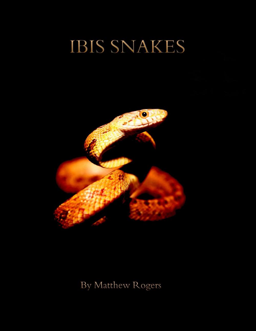 Big bigCover of Ibis Snakes