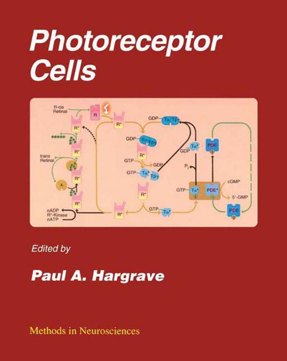 Big bigCover of Photoreceptor Cells