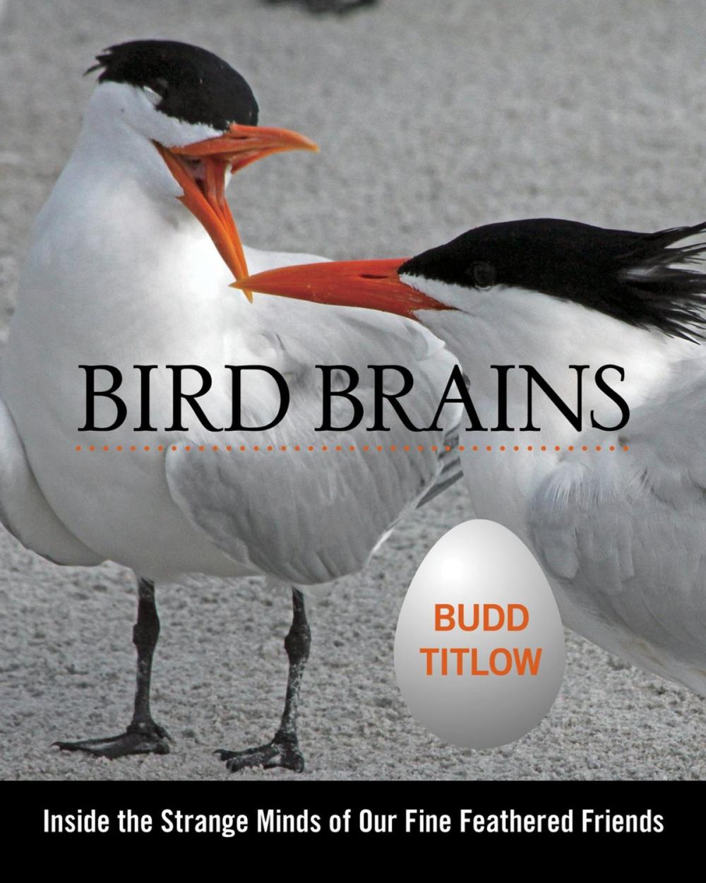 Big bigCover of Bird Brains