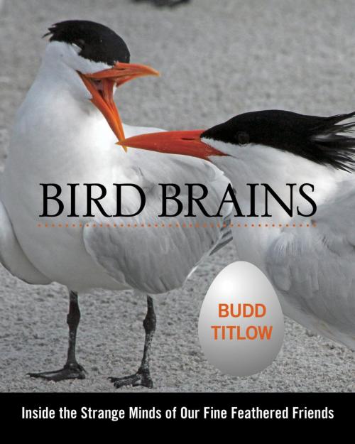 Cover of the book Bird Brains by Budd Titlow, Lyons Press