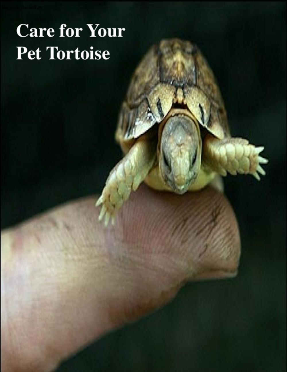 Big bigCover of Care for Your Pet Tortoise