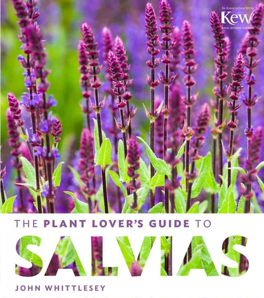 Big bigCover of The Plant Lover's Guide to Salvias