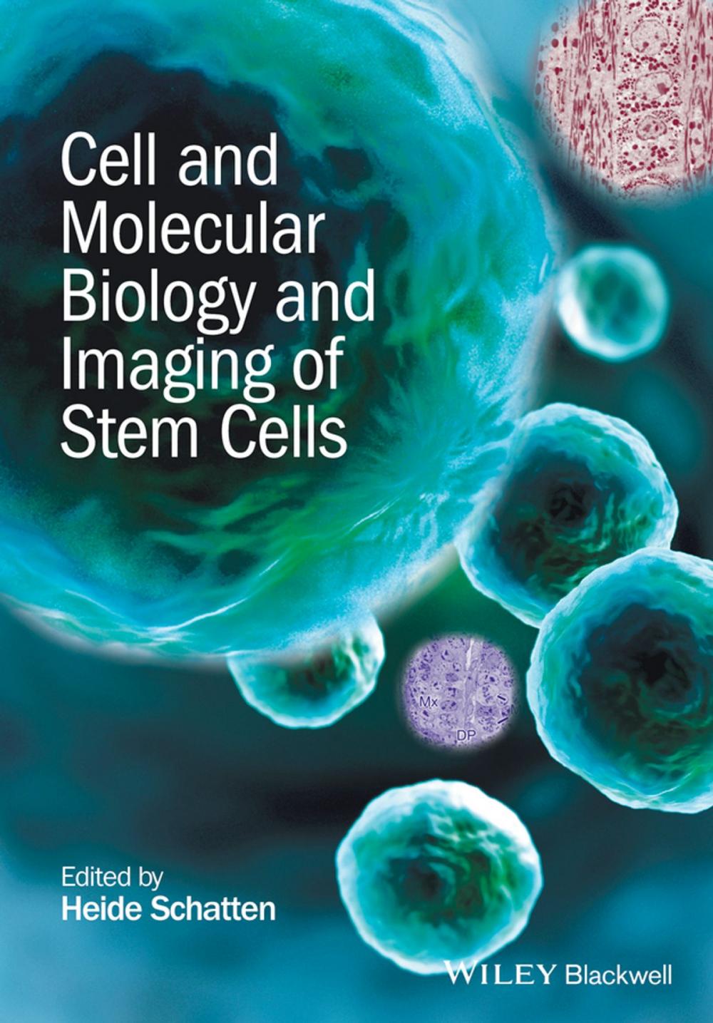 Big bigCover of Cell and Molecular Biology and Imaging of Stem Cells