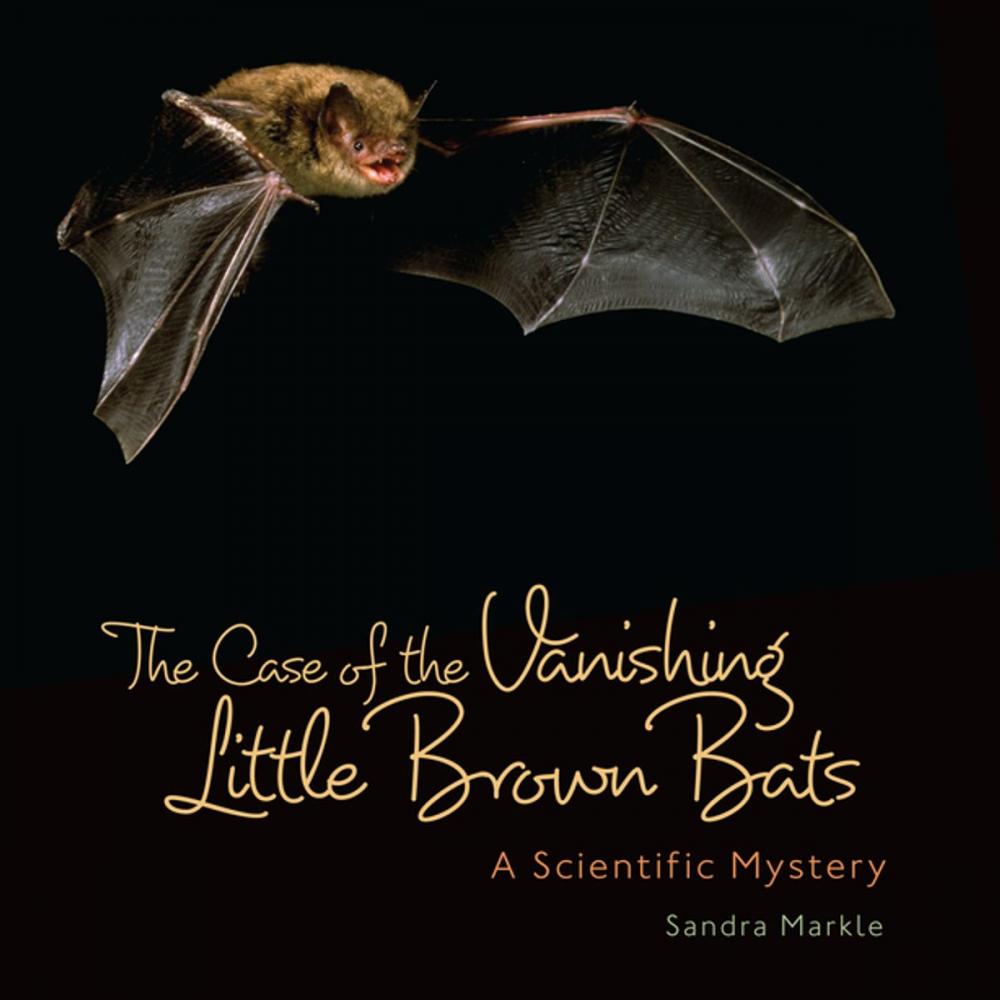 Big bigCover of The Case of the Vanishing Little Brown Bats