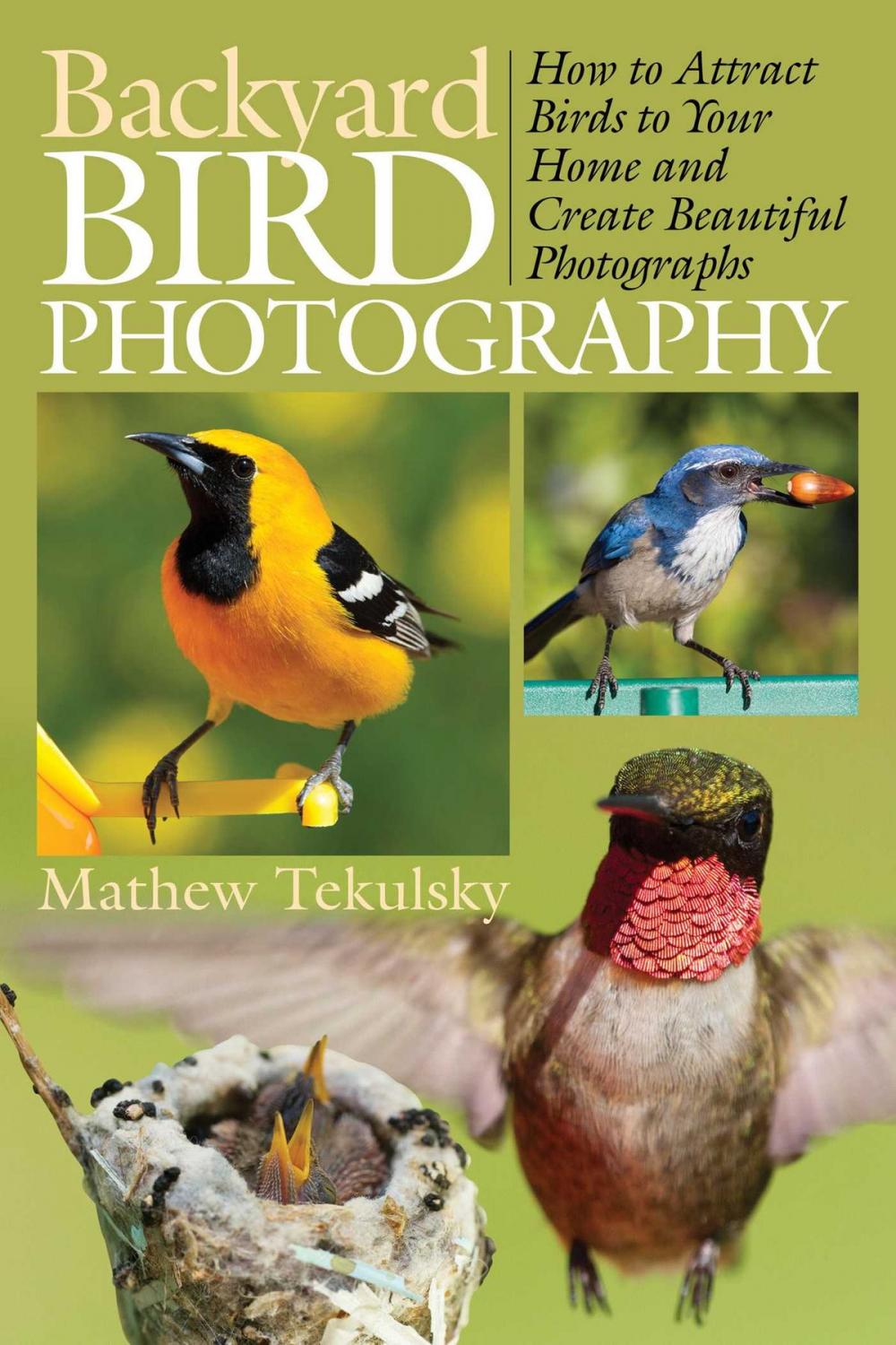 Big bigCover of Backyard Bird Photography