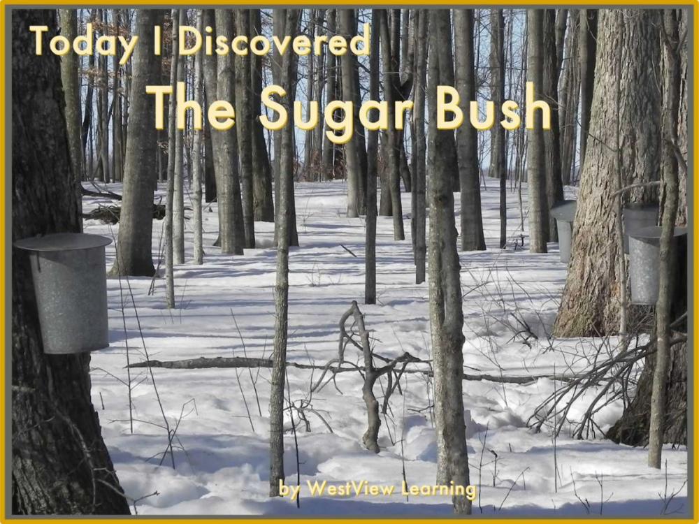 Big bigCover of Today I Discovered The Sugar Bush