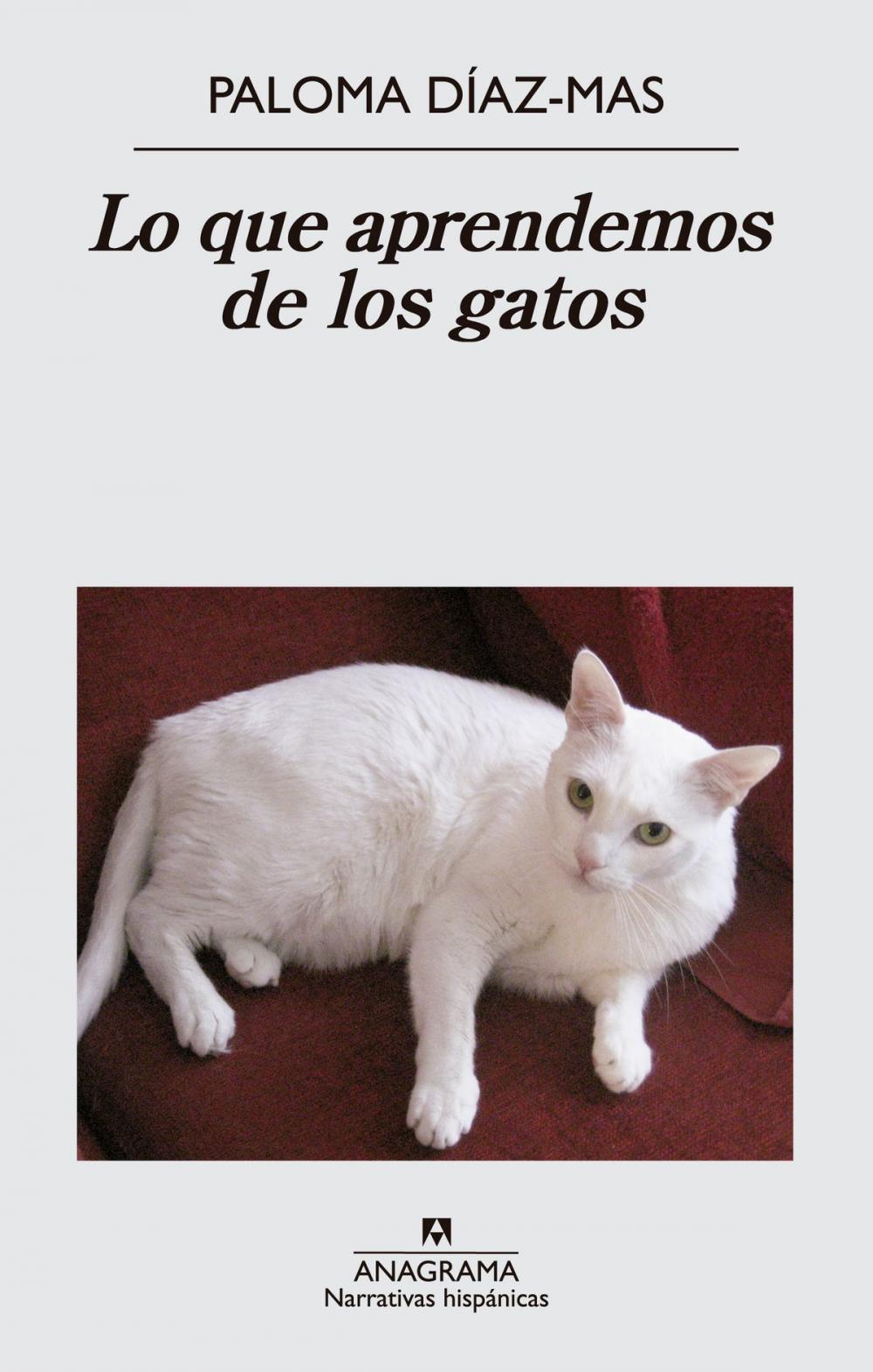 Big bigCover of Lo que aprendemos de los gatos