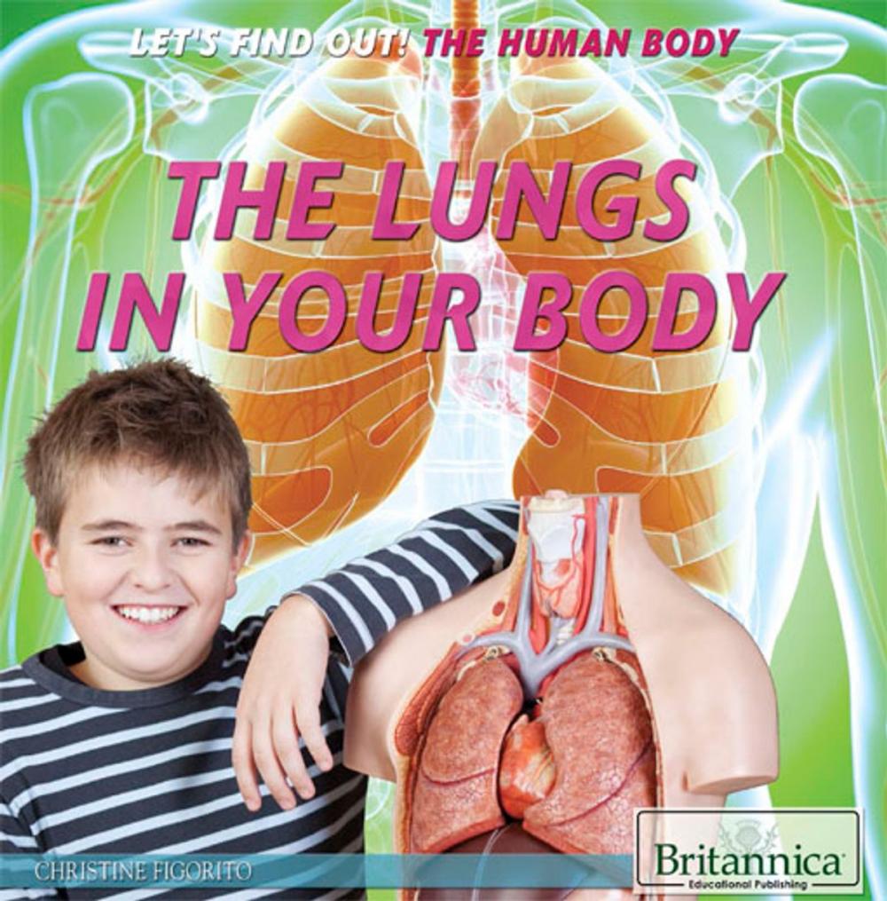 Big bigCover of The Lungs in Your Body