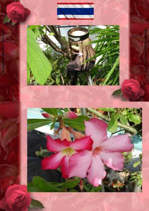 Book cover of Thai Blumen und Pfanzen Photobuch von Heinz Duthel