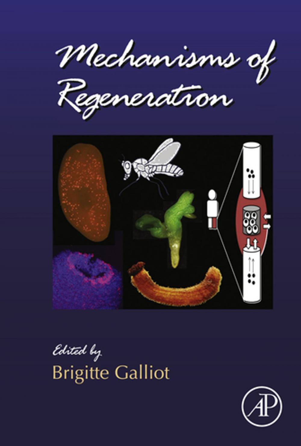 Big bigCover of Mechanisms of Regeneration