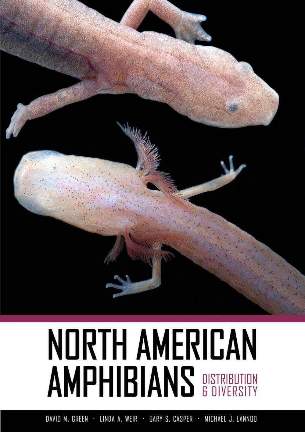 Big bigCover of North American Amphibians