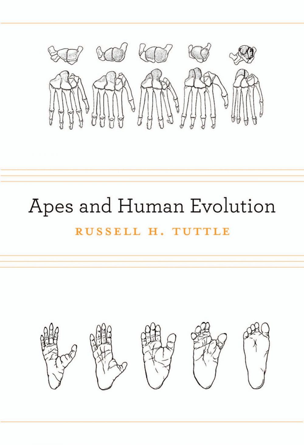 Big bigCover of Apes and Human Evolution