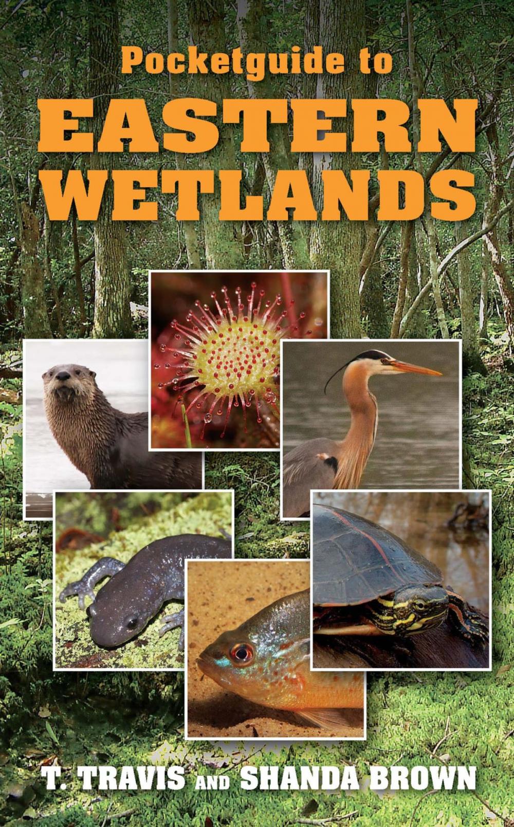 Big bigCover of Pocketguide to Eastern Wetlands