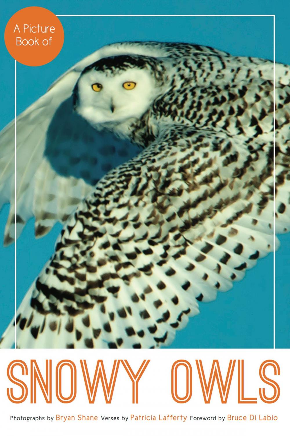 Big bigCover of A Picture Book of Snowy Owls