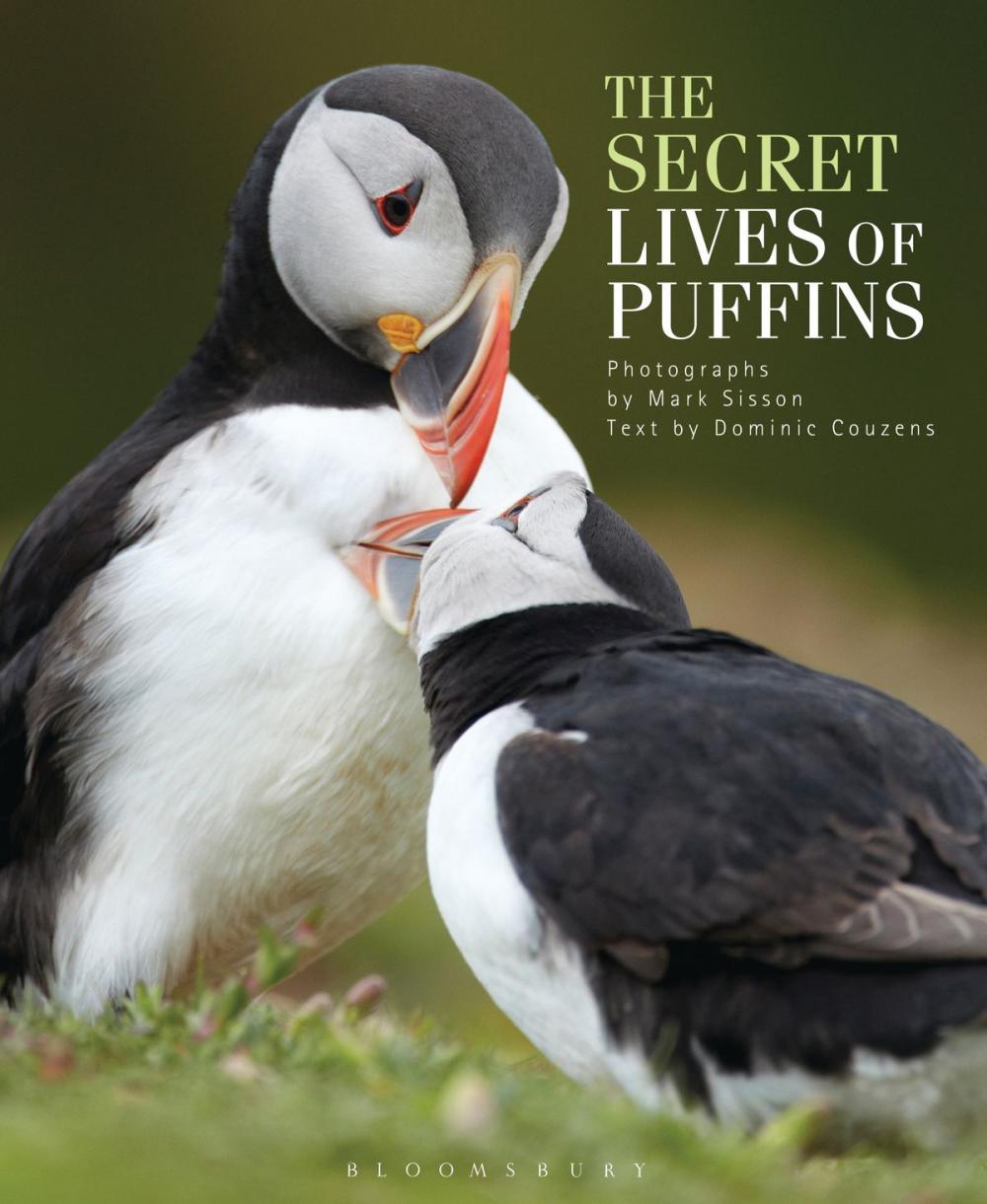 Big bigCover of The Secret Lives of Puffins