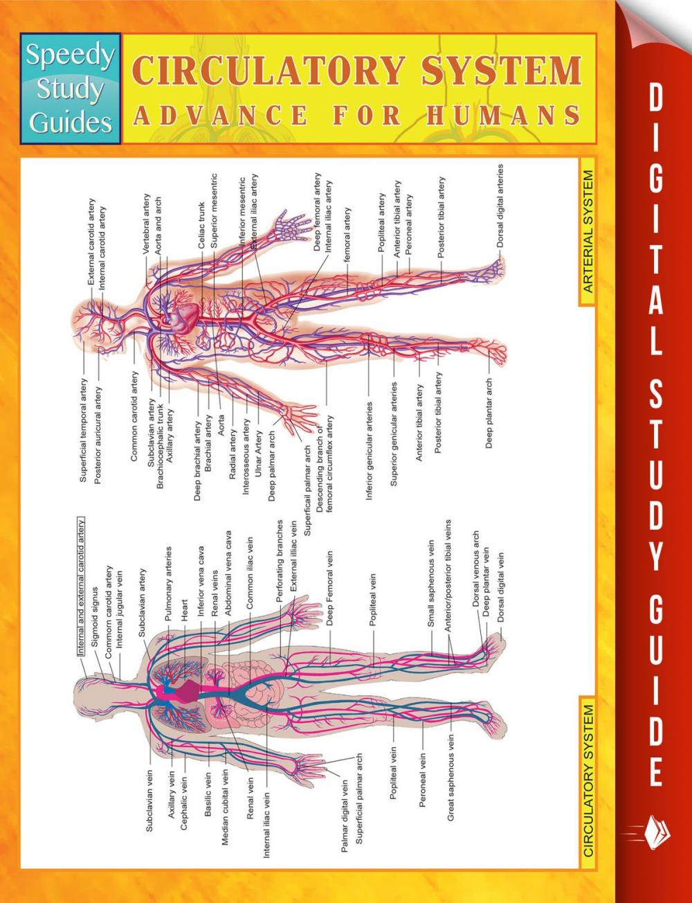 Big bigCover of Circulatory System Advanced For Humans
