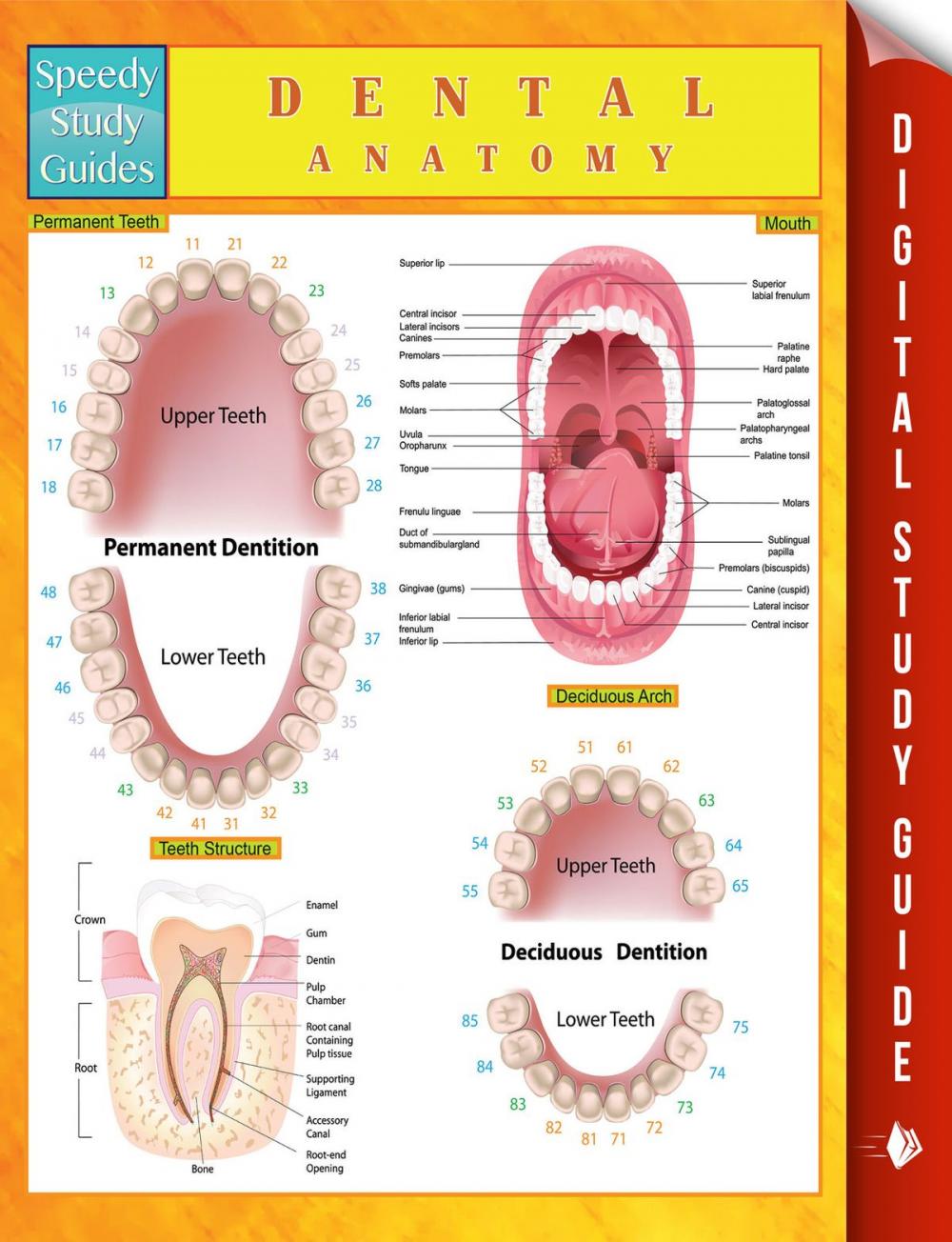 Big bigCover of Dental Anatomy Speedy Study Guides