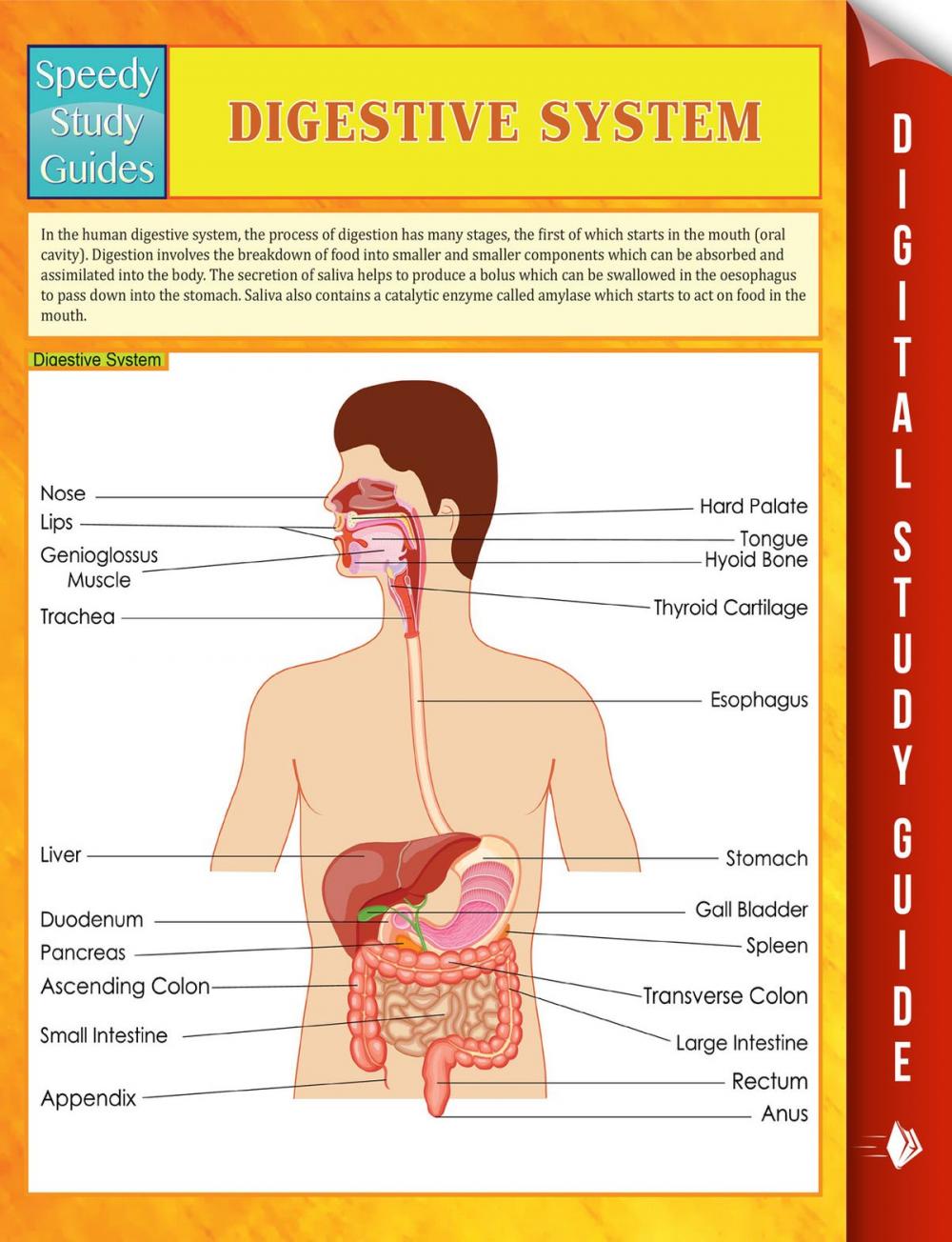 Big bigCover of Digestive System Speedy Study Guides