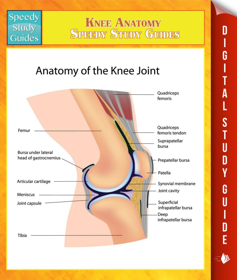 Big bigCover of Knee Anatomy Speedy Study Guides